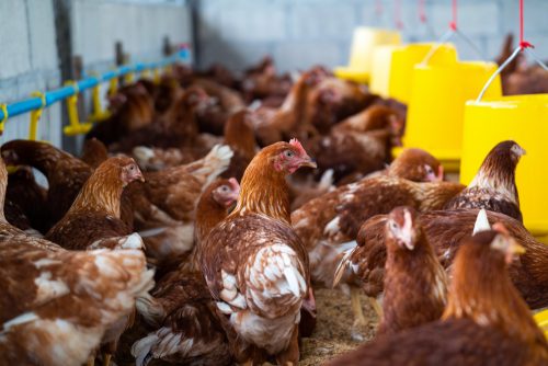 Afriorganic Poultry  Incubators