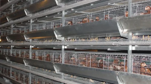 Afriorganic Poultry and Incubators
