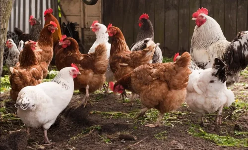 Kienyeji Chicken Farming